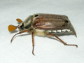 Melolontha melolontha